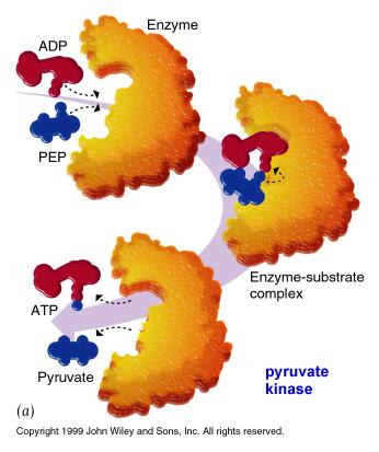 Enzyme catalysis: how do they work?