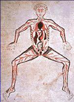 Medieval human anatomy