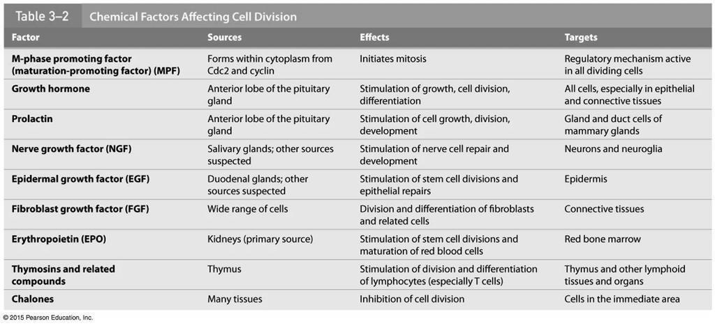 Some Growth Factors! M-phase promoting factor (MPF)! AKA maturation-promoting factor! Composition:! a) Cdc2 (cell division cycle protein 2)! b) Cyclin! Over time cyclin MPF mitosis!
