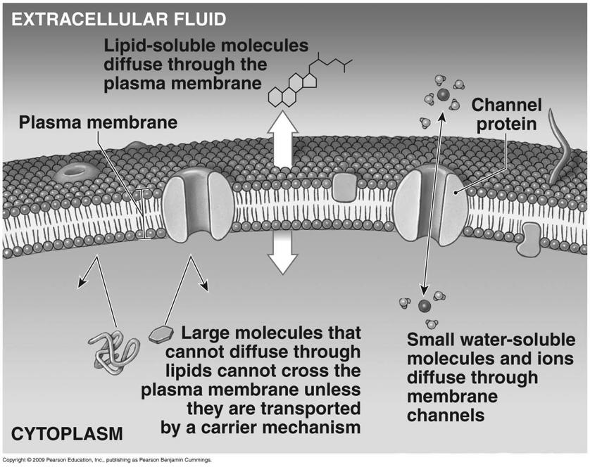 Simple Diffusion Rate Across a Membrane! Diffusion rate (Flux) across a cell membrane depends upon:! So!