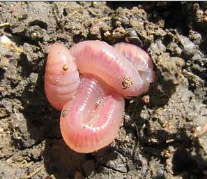 Task (5 minute each) How do you think earthworms (introduced from Europe)