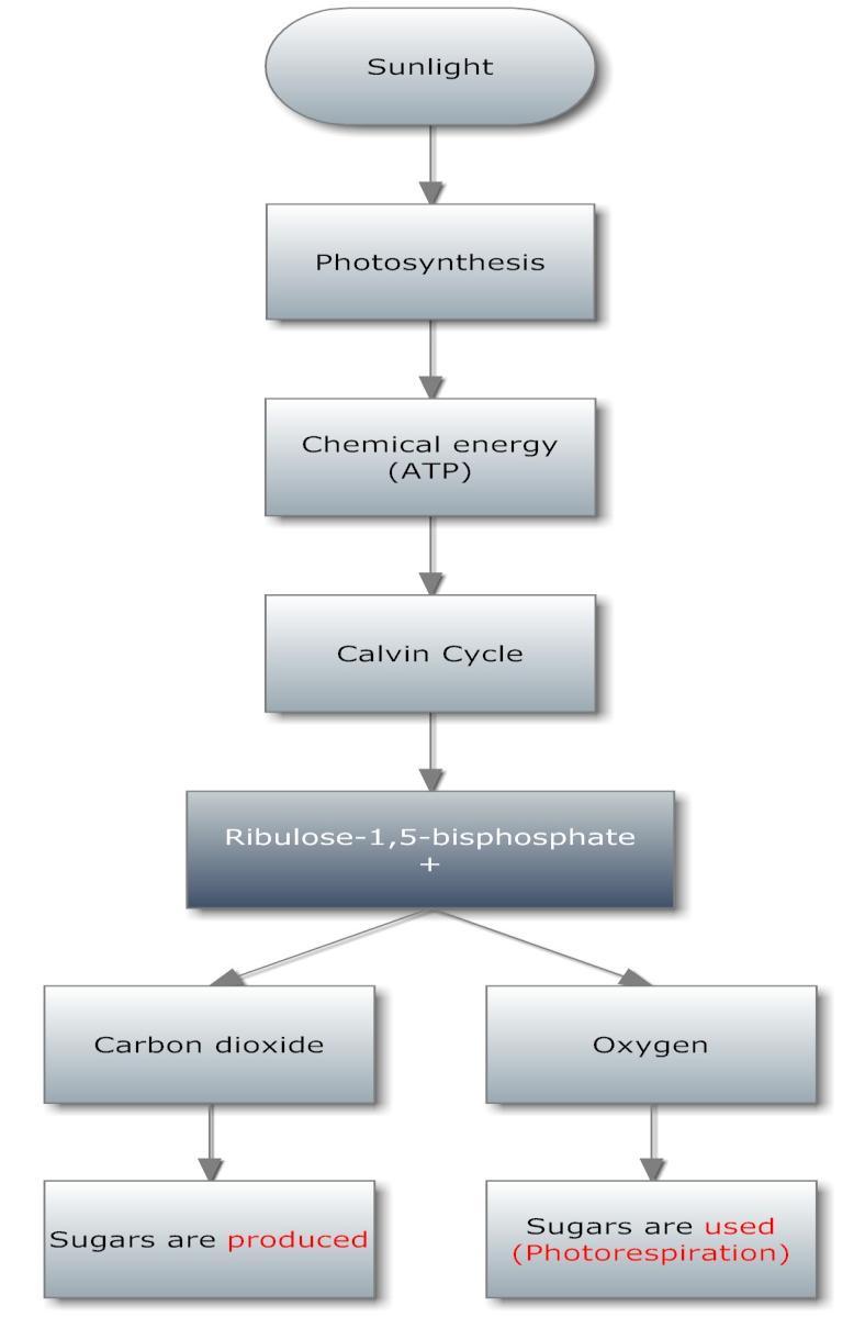 Photorespiration Reaction catalyzed by