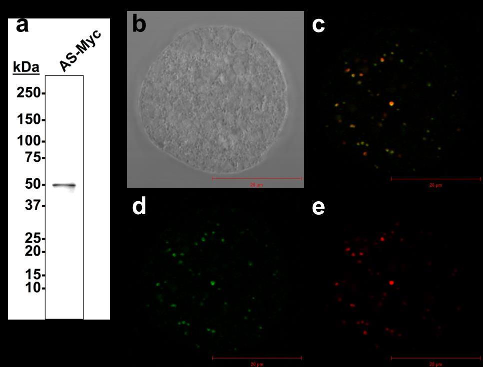 9 10 11 1 Fig. S1 Expression of AS-Myc in E. histolytica HM-1:IMSS clone. a, Detection of AS-Myc by Western blotting.