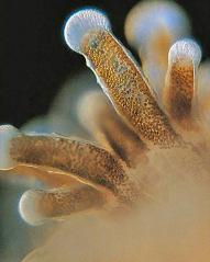feeding on zooplankton with their tentacles Corals reproduce both sexually (most are hermaphrodites) and asexually coral Coral eggs Polyps provide raw