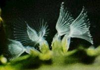 reef Zooxanthellae (dinoflagellates) are essential to corals growth