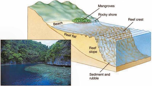 Types of coral reefs (1) Fringing reefs The simplest and most common type of