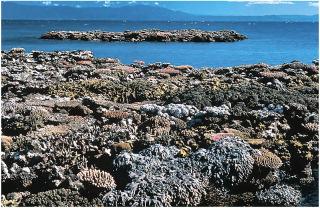 freshwater (2) Barrier reefs Also lie along the coast But farther from the
