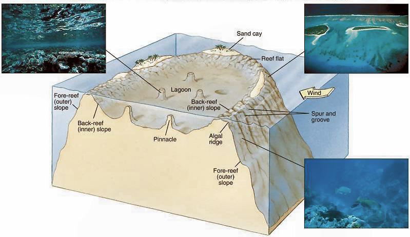 (3) Atolls Are rings of reefs, islands or sand