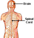 The Nervous System The CENTRAL NERVOUS SYSTEM (CNS) enables us to react to our surroundings. It consists mainly of the brain, the spinal chord, nerve cells ( neurones ) and receptors.