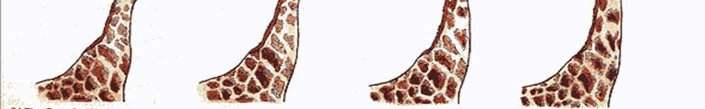 For example: ancestors of giraffes had short necks.