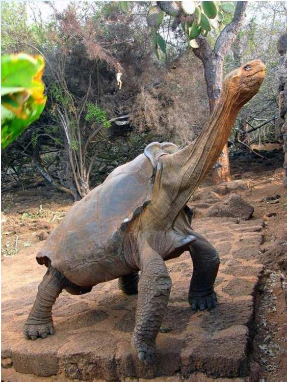 Darwin s Observations Galapagos tortoises for example came in