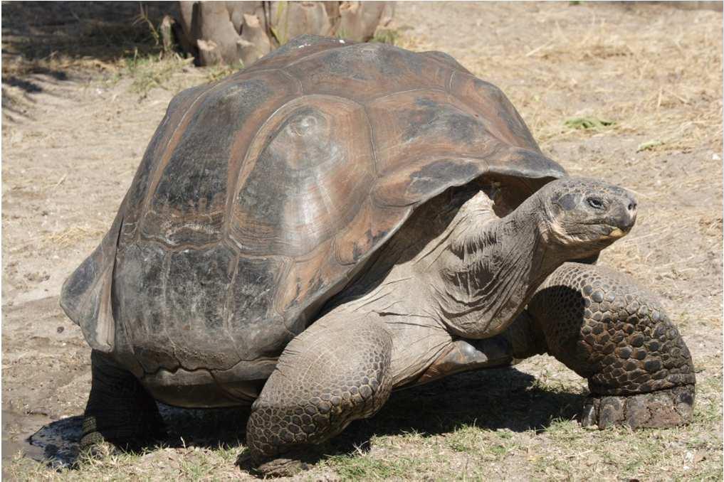 Saddle-backed tortoises have long necks and legs, lived in