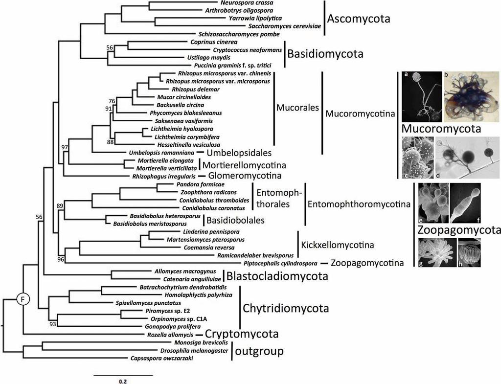 Fig. 1 RAxML phylogenetic tree of Kingdom Fungi based on the concatenated alignment of 192 conserved orthologous proteins.