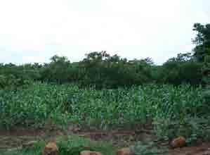Quarternary volcanic rock Land use: Farmland (corn,