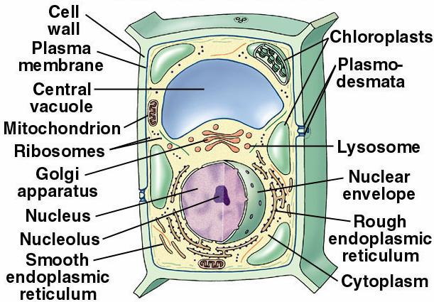 apparatus, Mitochondria, Chloroplasts, Lysosomes,Vacuoles, Vesicles Cytoplasm with a