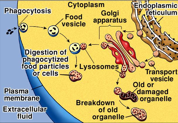 The Golgi Apparatus also forms lysosomes Lysosomes - vesicles filled with digestive enzymes - used for intracellular digestion Particles can