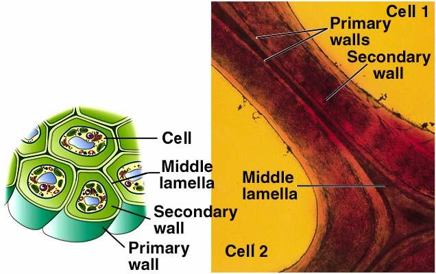 called the cell plate.