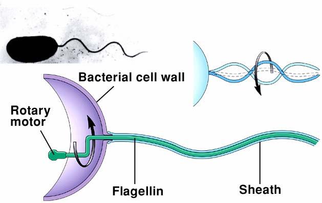 Bacteria often have flagella with a single protein core (flagellin) that they can use to move in a rotary corkscrew like fashion