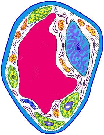 Cell Membrane A cell membrane surrounds all cells and forms the outer barrier of the cell.
