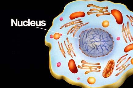 Nucleus The nucleus is a large sphere found inside cells and it contains genetic information that controls all cell activities.