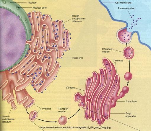 Ribosomes These tiny organelles act as protein factories in order to produce the many necessary proteins