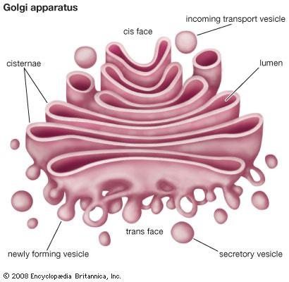Golgi Bodies These are stacked membrane sacs which collect and process materials to be removed from the cell.
