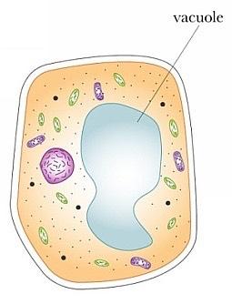 Vacuoles A cell vacuole is a single membrane sac which encloses a fluid.