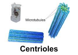 Organelles only in Animal Centrioles