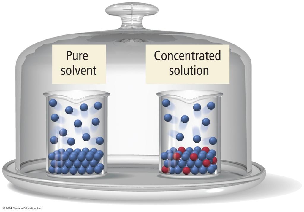 Thirsty Solutions Beakers with equal liquid levels of pure solvent and a solution are placed in a bell jar.