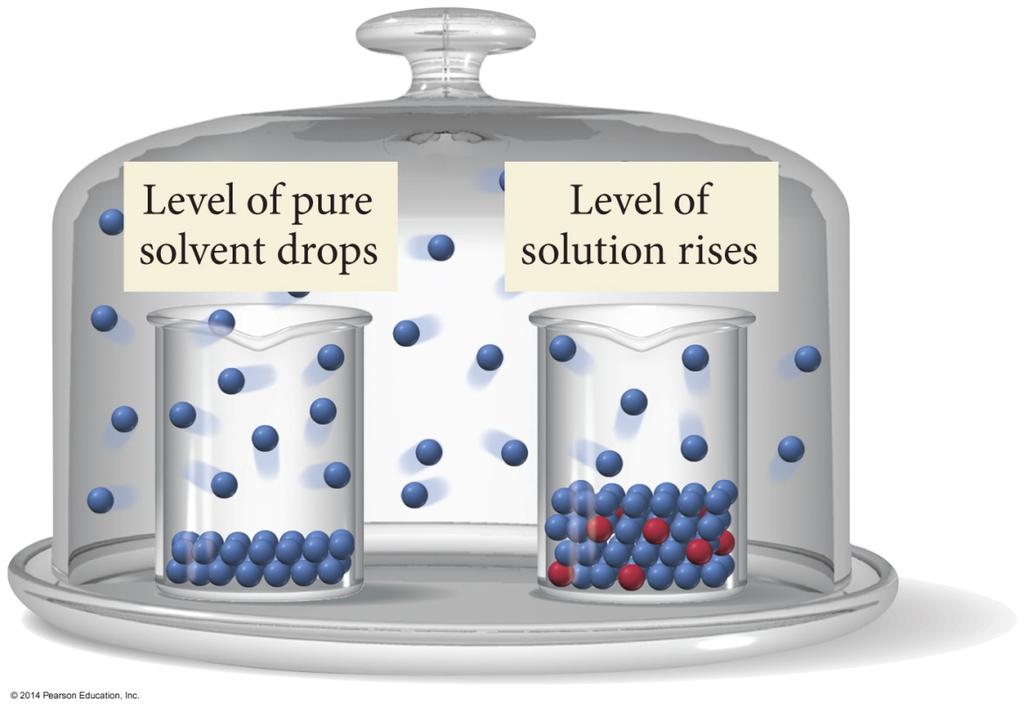 Thirsty Solutions When equilibrium is established, the liquid level in the solution beaker is higher than the