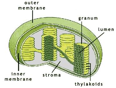 Thylakoids, Grana and Stroma Lumen area inside of a thylakoid Lamella internal membrane system that connects all of the thylakoids