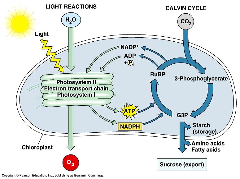 Overview of Photosynthesis: The Light-Dependent Reactions: Where: thylakoids of the chloroplasts Starting materials (reactants): sunlight, water Products: ATP, NADPH, O2.