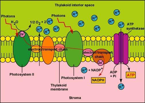 The Details of the Light-Dependent Reactions: 1. Light energy (photons) is absorbed by the chlorophyll in photosystem II.