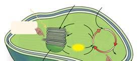 O 2 Figure 4.31 4.4 Photosynthesis C fixation Cycle energy reactions occur in the thylakoids.