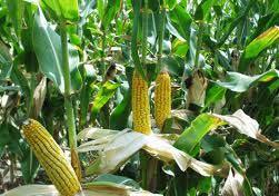 C4 Crops Sugarcane Corn
