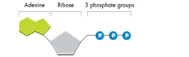 Adenosine Diphosphate (ADP) Has two phosphate groups Contains some energy, but