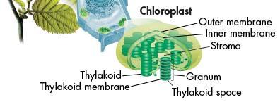 FYI - The Green of the Chlorophyll overwhelms the other pigments as temperatures drop chlorophyll