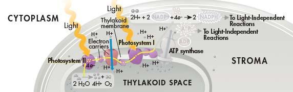 Light-Dependent Reactions: Generating ATP and NADPH Photosystems { II and I } Clusters of chlorophyll and proteins within the thylakoid that absorb sunlight and generate highenergy