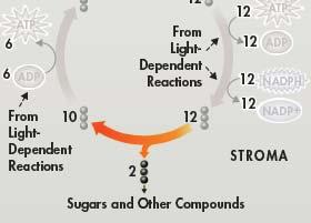 Summary of the Calvin Cycle (continued) The energy for the reactions is supplied by compounds produced in the light-dependent reactions.