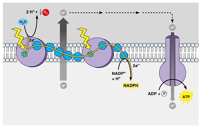 The production of ATP by chemiosmosis in photosynthesis Thylakoid compartment (high H + ) Light Light Thylakoid