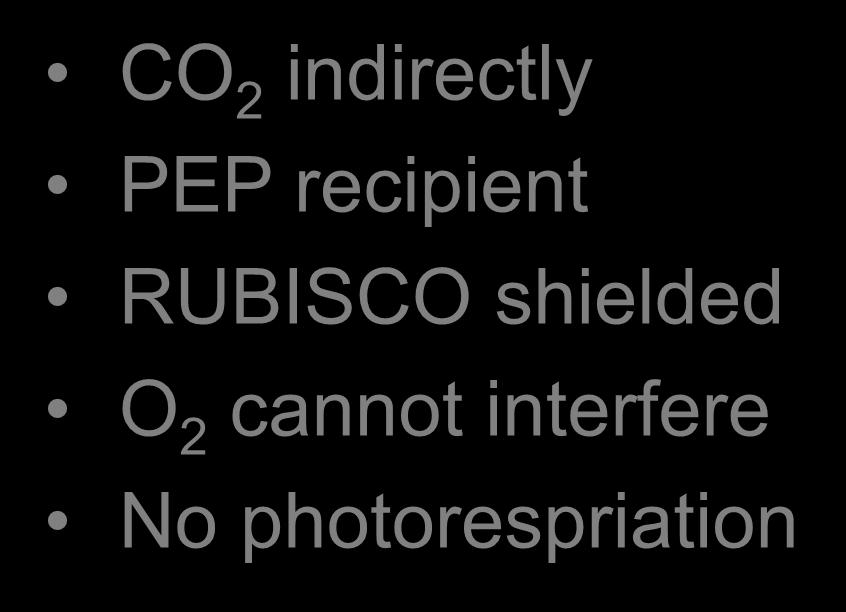 Photorespiration likely CO 2 indirectly PEP recipient