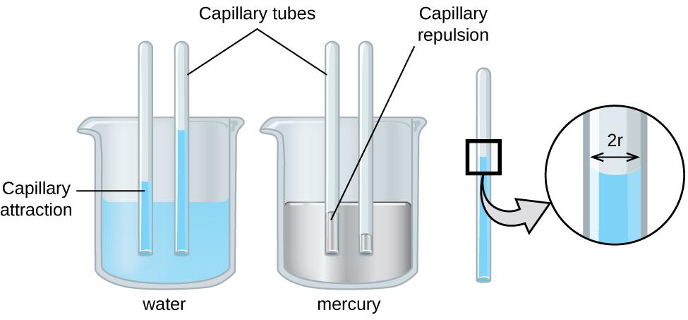 OpenStax-CNX module: m51078 7 Figure 6: Depending upon the relative strengths of adhesive and cohesive forces, a liquid may rise (such as water) or fall (such as mercury) in a glass capillary tube.