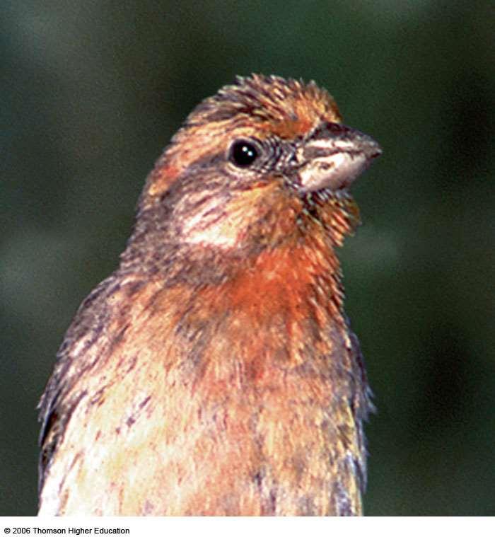 Ancestral Type Housefinch