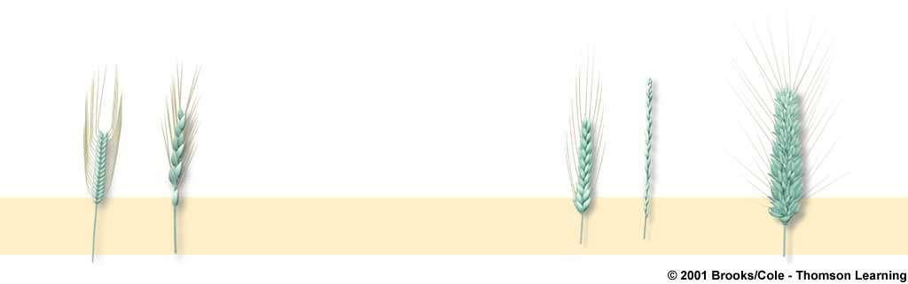 Possible Evolution of Wheat Triticum monococcum (einkorn) Unknown species of wild wheat T. turgidum (wild emmer) T.