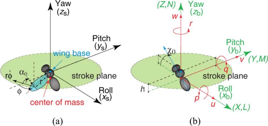 850 IEEE TRANSACTIONS ON ROBOTICS, VOL. 7, NO. 5, OCTOBER 011 Fig. 1. Schematic view of coordinate systems and kinematics. (a) Stroke plane frame coordinates that originated from wing base (blue dot).