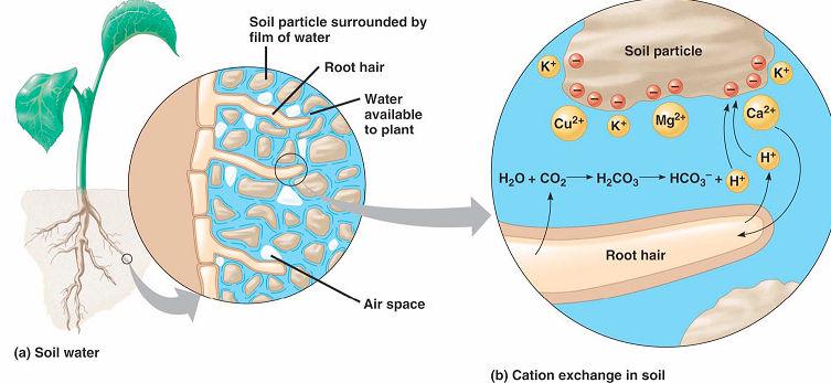 Water & Mineral Uptake Water uptake o Plants cannot extract all water from soil, only free water o Osmosis Cation uptake o Cation uptake is aided by H + secretion by root cells (proton pump) o Active