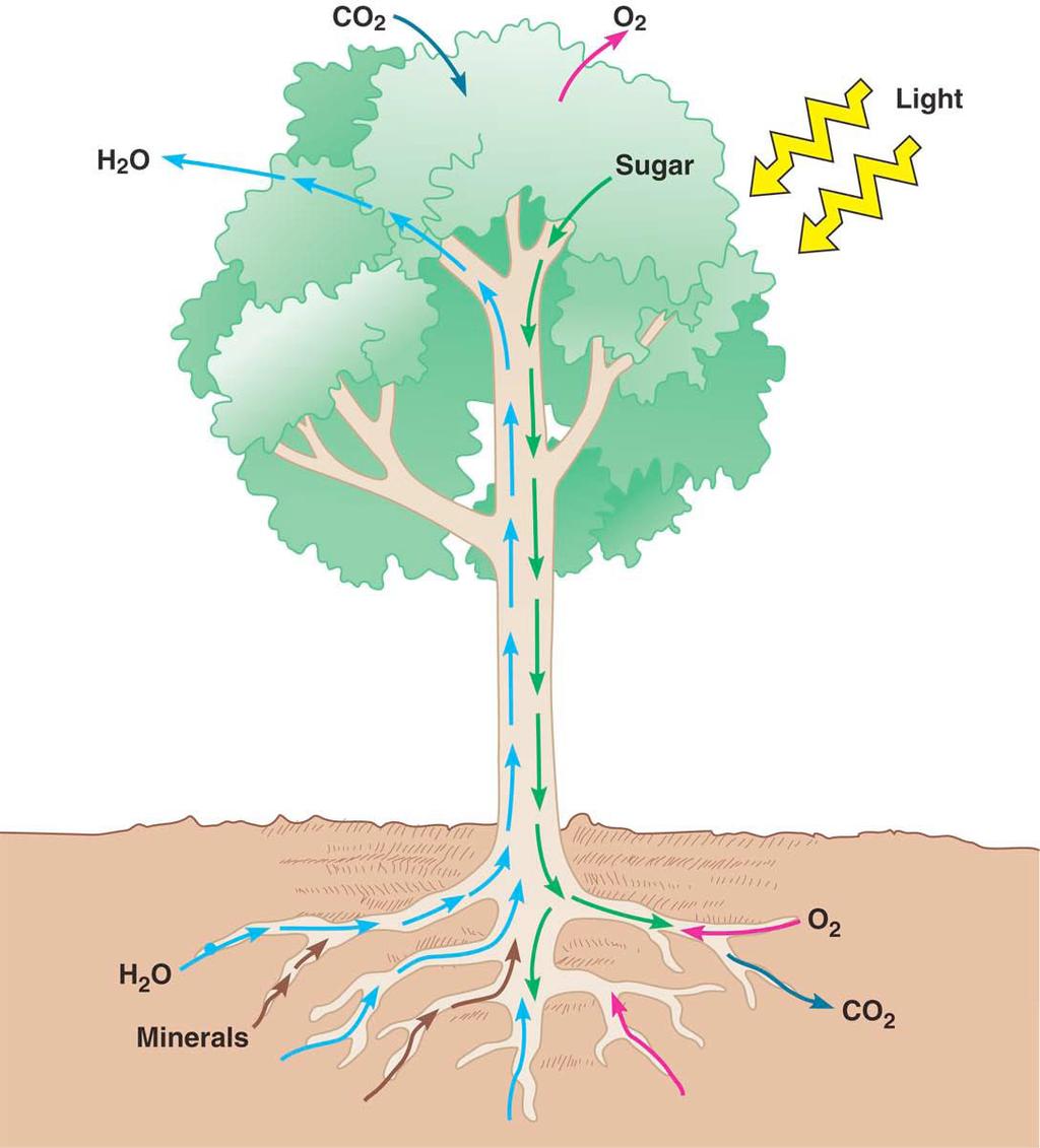 Chapter 36: Transport in Plants H 2 O & Minerals o Transport in xylem o Transpiration Evaporation, adhesion & cohesion Negative pressure. Sugars o Transport in phloem.