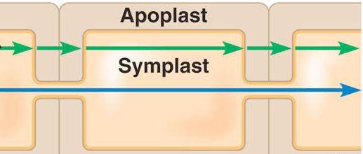 Apoplast Routes from Cell to Cell Moving water & solutes between cells o Transmembrane Route Repeated crossing of plasma membranes. Slowest route but offers more control.
