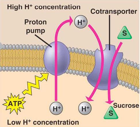 Cues o Light trigger Blue-light receptor in plasma membrane of guard cells Triggers ATP-powered proton pumps causing K+ uptake Stomates open o Depletion of CO 2 CO 2 is depleted during photosynthesis