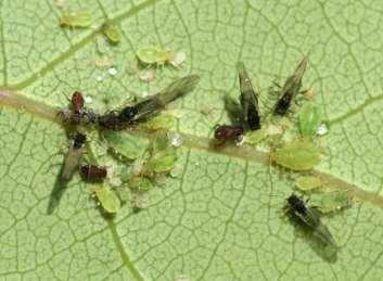 order Hemiptera Related insects include mealybugs,